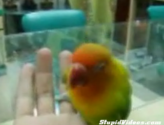 This Bird Is Gettin' Down